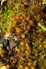 Syntrichia ruralis