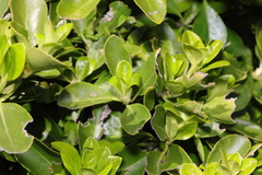 Euonymus japonicus
