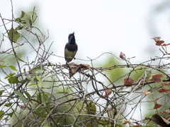 Cinnyris jugularis rhizophorae