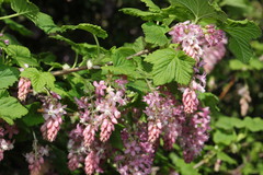 Ribes sanguineum