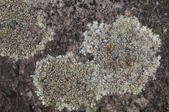 Protoparmeliopsis muralis