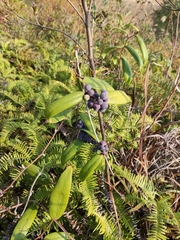 Smilax glabra