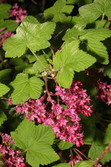 Ribes sanguineum