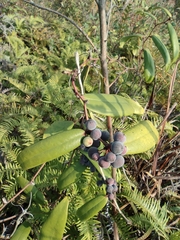 Smilax glabra