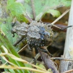 Brachycerus muricatus