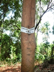 Elaeocarpus petiolatus