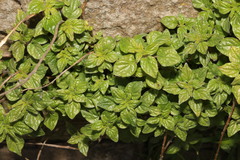 Parietaria judaica