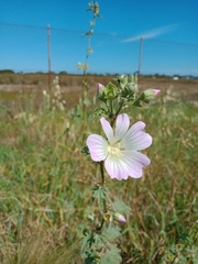 Malva preissiana