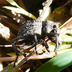 Brachycerus muricatus