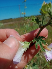 Malva preissiana