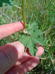 Malva preissiana