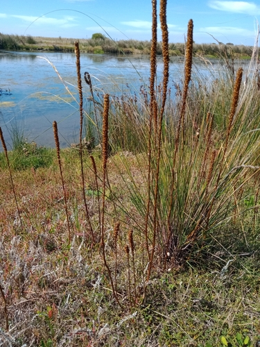 Image of Lawrencia spicata by (c) Nina Kerr, some rights reserved (CC BY)