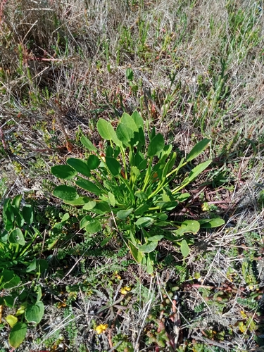 Image of Lawrencia spicata by (c) Nina Kerr, some rights reserved (CC BY)