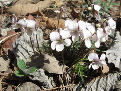 Viola chaerophylloides