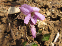 Viola rossii