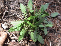 Rorippa indica