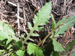 Rorippa indica