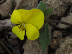 Viola orientalis
