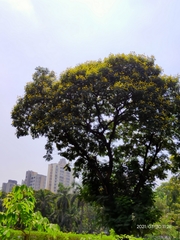 Peltophorum pterocarpum