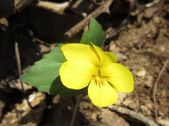 Viola orientalis
