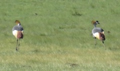 Balearica regulorum regulorum