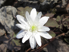 Anemonoides raddeana