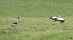 Balearica regulorum regulorum