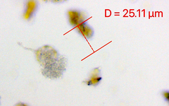 Chytridiomycota