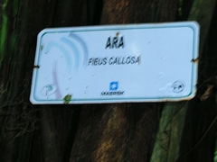 Ficus callosa