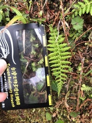 Amauropelta beddomei