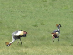 Balearica regulorum regulorum