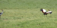 Balearica regulorum regulorum