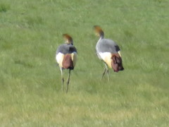 Balearica regulorum regulorum