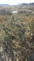 Atriplex cinerea