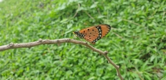 Acraea terpsicore