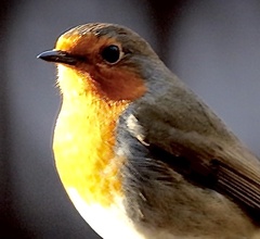 Erithacus rubecula