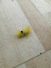 Calliteara grotei