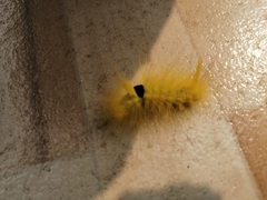 Calliteara grotei