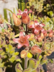 Cotyledon tomentosa