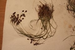 Luzula multiflora multiflora