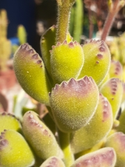 Cotyledon tomentosa