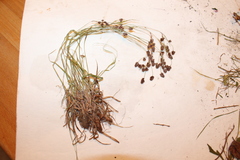 Luzula multiflora multiflora