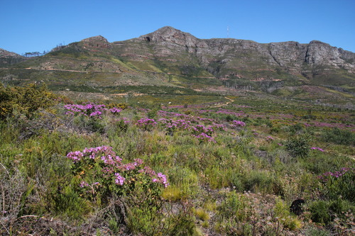 Pelargonium cucullatum