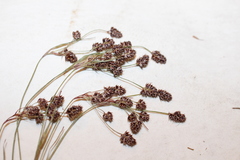 Luzula multiflora multiflora