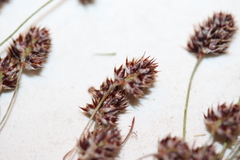 Luzula multiflora multiflora