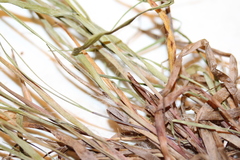 Luzula multiflora multiflora