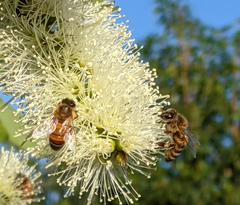 Apis mellifera
