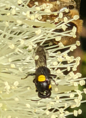 Hylaeus nubilosus