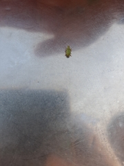 Polydrusus formosus
