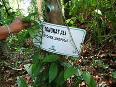 Eurycoma longifolia